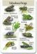 Fabulous Frogs.jpg